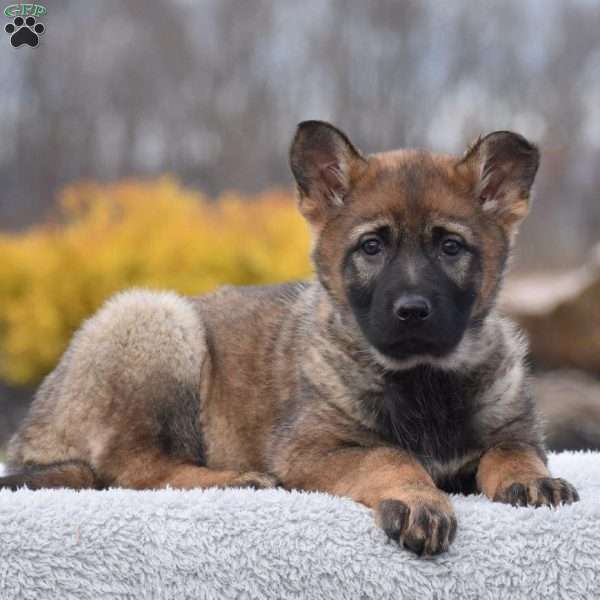 Hannah, German Shepherd Puppy